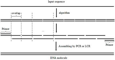 A depth-first search algorithm for oligonucleotide design in gene assembly